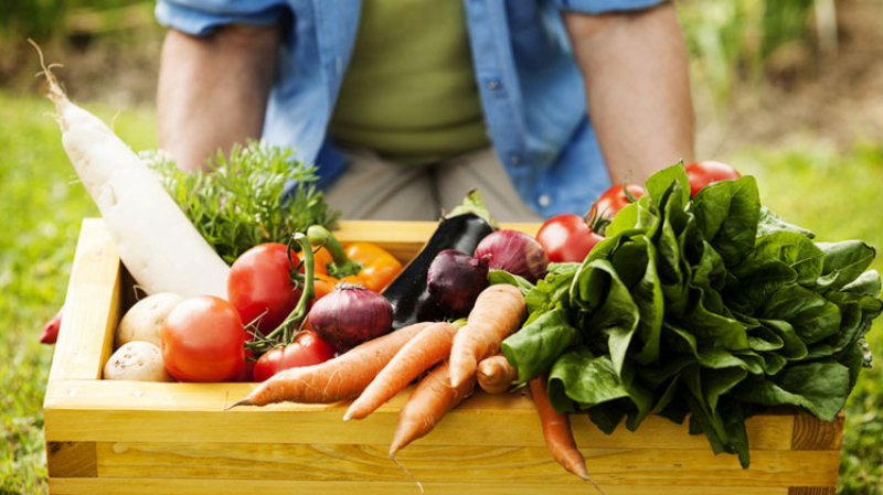 عائداتها بلغت 800 مليون دينار الموسم الفارط..   توجه نحو ثورة تصديرية في قطاع الفلاحة البيولوجية